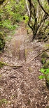 Plants: image 58 Of 208 Thumb